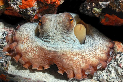 Octopus (Octopus vulgaris) hiding blocks access to cave dwelling with tentacles looks directly at