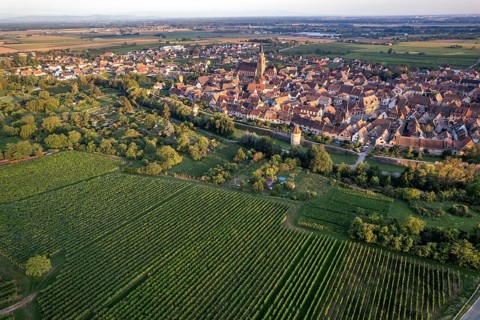 Vineyard and town view of Bergheim seen from the air, Alsace, France, Europe
