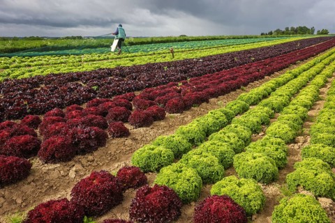 Soest, Sauerland, North Rhine-Westphalia, Germany - Vegetable cultivation, lettuce plants grow in