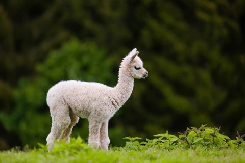 One young Alpaca (Vicugna pacos) stands on a fresh green meadow . A green forest in the distant