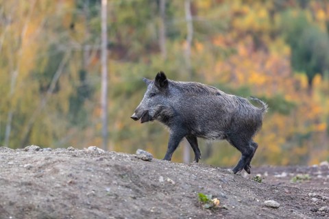 One wild boar or wild pig (Sus scrofa), walking over an opening in early morning light, searching