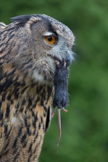 Portrait of an Eurasian Eagle Owl, Bubo bubo. Swallowing a dark grey mouse. Green vegetation in the