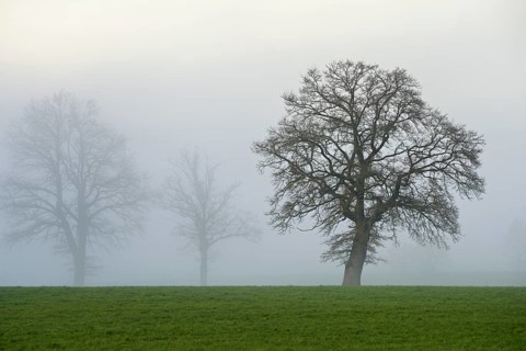 English oak (Quercus robur, Quercus petraea), in the fog, Lindenberg, Schlatt, Canton Lucerne,