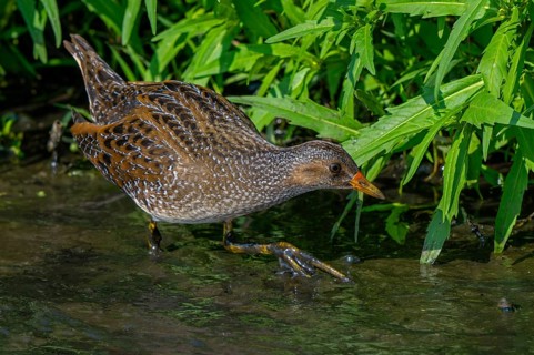 Spotted crake (Porzana porzana, Ortygometra porzana) foraging in marshland in summer