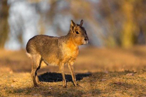 One Patagonian mara (Dolichotis patagonum) walks over a dry meadow in early morning light