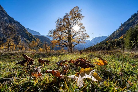 Sycamore maple with autumnal yellow foliage and Solaster endeca, large maple base in autumn, rocky