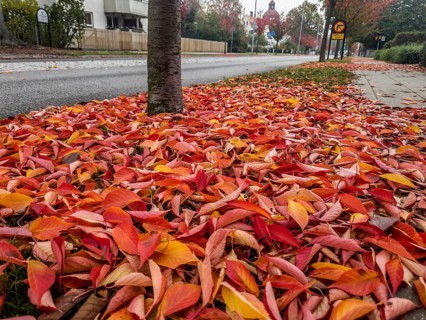 Leaves fallen from Japanese cherry tree in autumn by street in Ystad, Skåne county, Sweden,