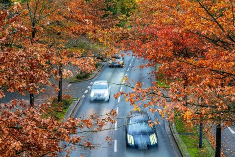 Autumn, road traffic, inner-city, trees in autumnal colours line a 4-lane road, symbolic image,