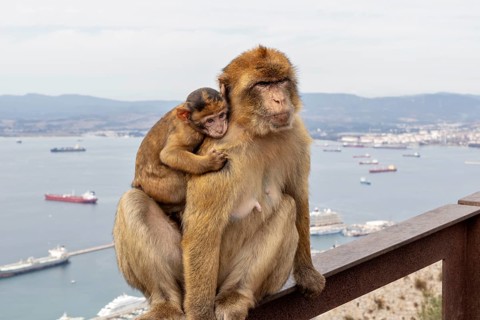A monkey with young on its back sitting on a platform with sea view, Gibraltar, Barbary macaque
