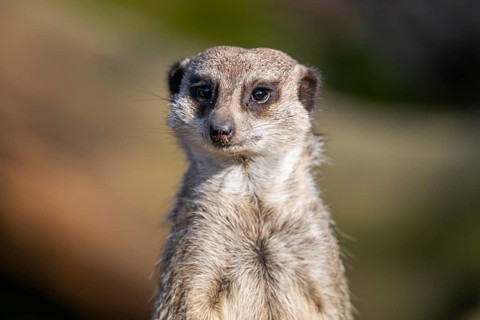 Meerkat (Suricata suricatta) standing sweet and curious in the desert, captive, occurrence Africa