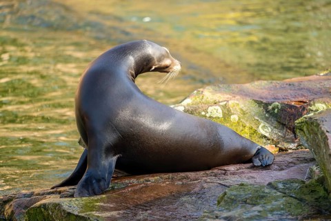 California sea lion (Zalophus californianus), at the shore of the sea, captive, Germany, Europe
