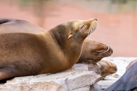 California sea lion (Zalophus californianus), at the shore of the sea, captive, Germany, Europe