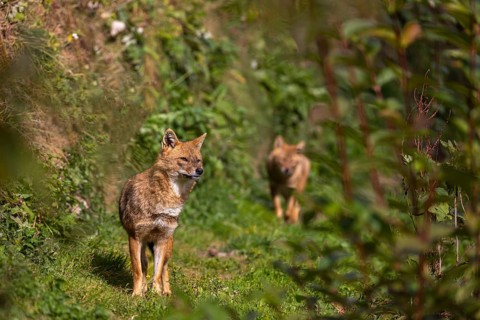Two golden jackal (Canis aureus) walking through dense green vegetation