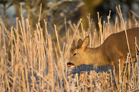 Roe deer standing in hoar frosted dead stinging nettle at minus 15 °C at sunrise. Licking off the