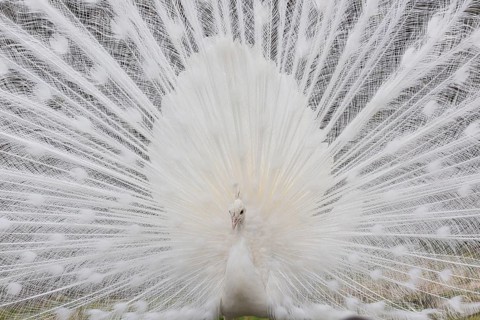 Male White Peafowl (Pavo cristatus mut. alba) displaying