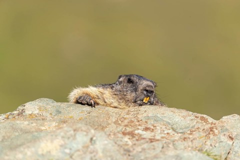 One adult Alpine Marmot, Marmota marmota resting on a rocky rim