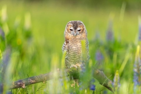 One young Ural owl (Strix uralensis) sitting on a branch lying in a field of flowering lupines in