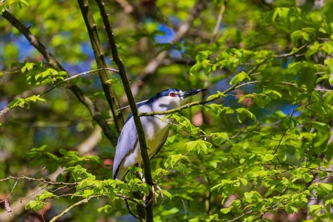 One black-crowned night heron (Nycticorax nycticorax) or black-capped night heron sits in a tree