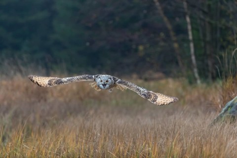 One Siberian Eagle Owl (Bubo bubo sibiricus) flying over tall reed grass lakeshore on an autumnal