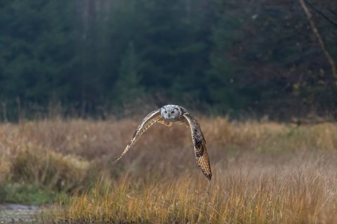 One Siberian Eagle Owl (Bubo bubo sibiricus) flying over tall reed grass lakeshore on an autumnal