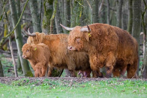 A family of Highlands (Bos (primigenius), a bull, a cow and a calf stand at a forest edge