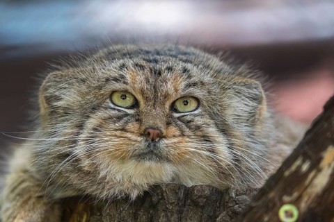 Portrait of a Pallas's cat (Otocolobus manul) or Manul. Near Threatened species on the IUCN Red