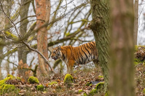 One young female Siberian Tiger, Panthera tigris altaica, walking between rocks in a forest