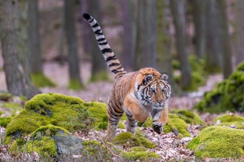 One young female Siberian Tiger, Panthera tigris altaica, walking between rocks in a forest