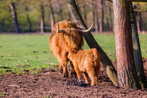 One Highland cow (Bos primigenius) taurus) and her calf stand on a meadow. A forest is in the