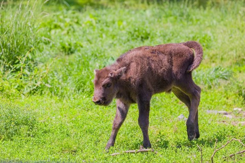 A European bison calf (Bison bonasus) walks across a green meadow