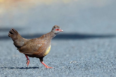 Rock Hen, Rock Quail, (Ptilopachus petrosus), Tendaba camp Kwinella area, Kwinella, South Bank,