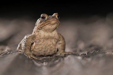 Common toad (Bufo bufo), single male, on the way to spawning waters, evening, toad migration,