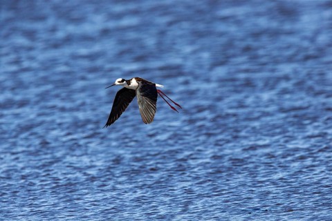 Black-necked Black-winged Stilt (Himantopus mexicanus) Pantanal Brazil