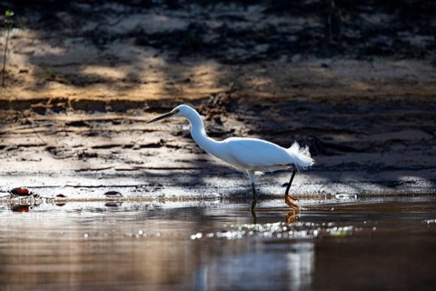 Great White Egret (Egretta thula) Pantanal Brazil