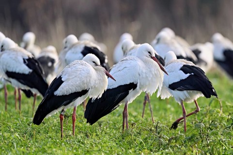 White storks (Ciconia ciconia), large flock standing in a meadow, Flachsee, Canton Aargau,