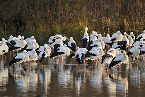 White storks (Ciconia ciconia), large flock roosting in shallow water, Flachsee, Canton Aargau,