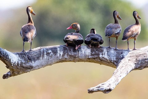 Red-billed whistling duck (Dendrocygna autumnalis) Pantanal Brazil