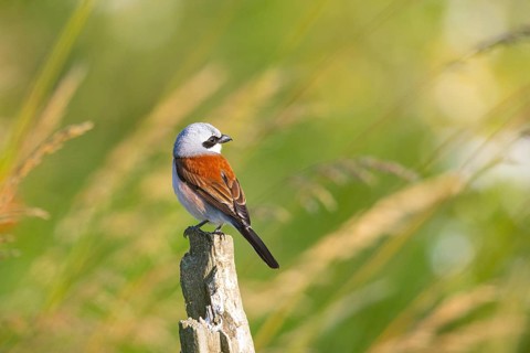 Red-backed shrike (Lanius collurio) ml Germany