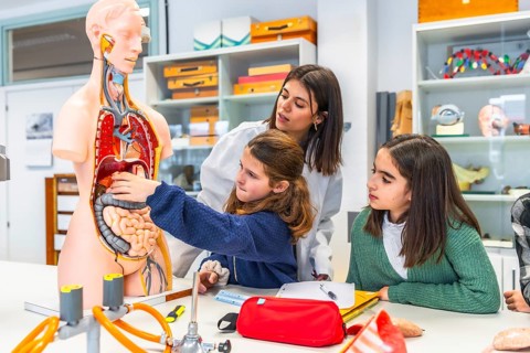 Elementary school teacher and students learning about the human body using an anatomical model in a