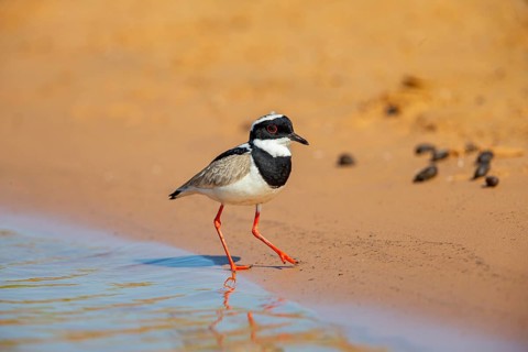 Cayenne plover (Vanellus cayanus) Pantanal Brazil