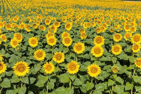 Sunflowers (Helianthus annuus), sunflower field in bloom, Hirschstein, Saxony, Germany, Europe