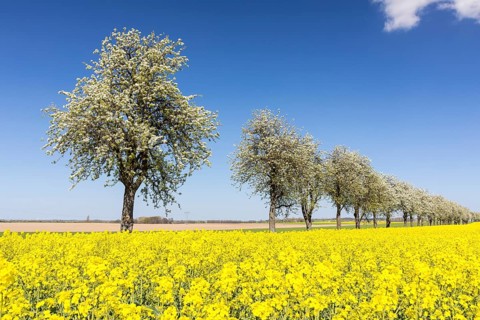 Flowering fruit trees and rape field (Brassica napus) in bloom, near Ganzig, Liebschützberg,