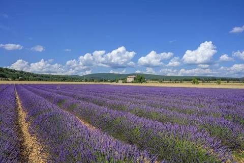 Lavender field and house, Simiane-la-Rotonde, Alpes-de-Haute-Provence, France, Europe
