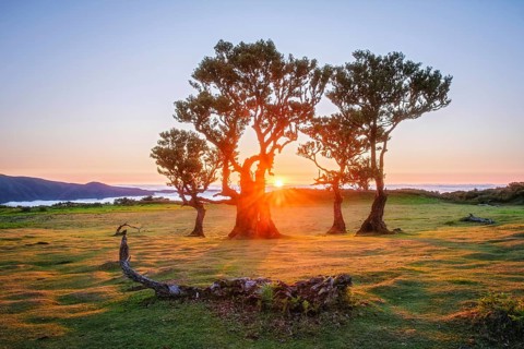 Centuries-old til trees in fantastic magical idyllic Fanal Laurisilva forest on sunset. Madeira