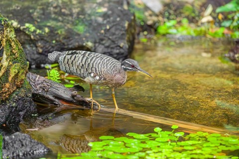 A sunbittern (Eurypyga helias) walks through a shallow creek in a forest searching for food