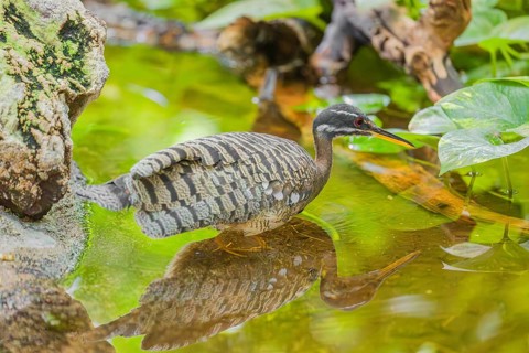 A sunbittern (Eurypyga helias) walks through a shallow creek in a forest searching for food