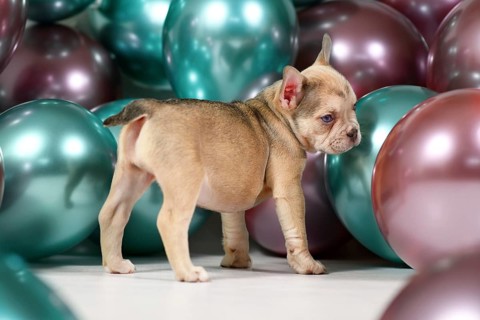 Healthy French Bulldog dog puppy with tail standing in fornt of colorful balloons