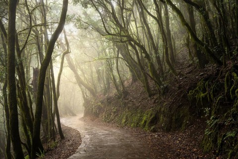 Hiking trail in the cloud forest. Trees with moss and lichen. Foggy weather. Garajonay National