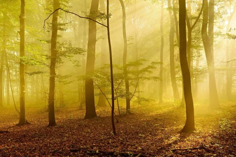 Sunbeams in the morning mist in the deciduous forest, near Freyburg, Burgenlandkreis,