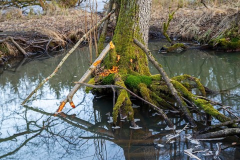 Winterladscape of tree bitten by a Eurasian beaver (Castor fiber) in a swamp, Lengenbach, Deining,
